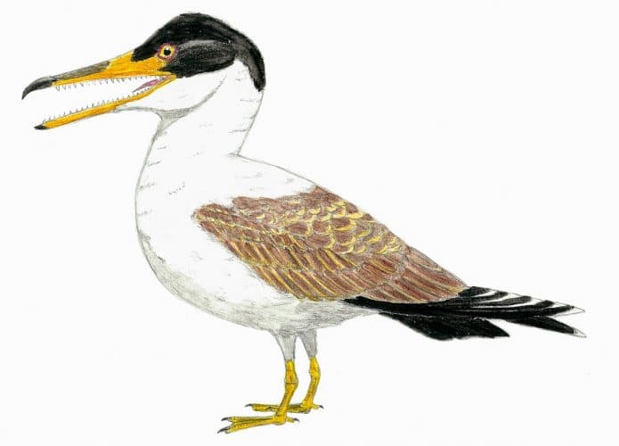 Ilustração de um Ichthyornis