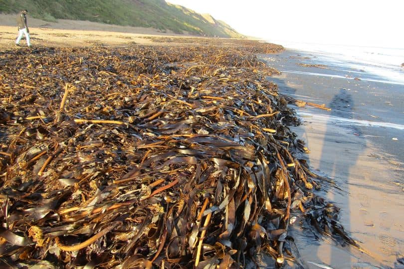 Massacre de criaturas marinhas na Inglaterra