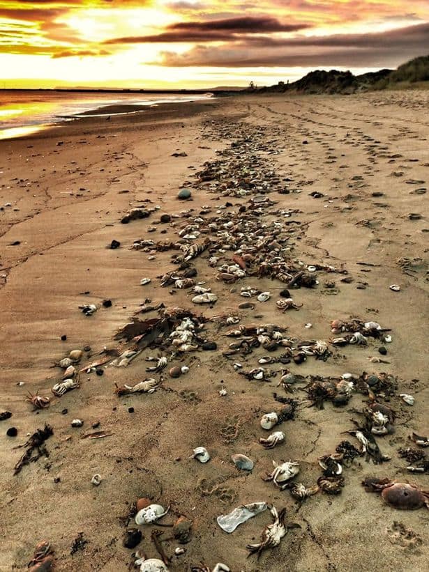 Massacre de criaturas marinhas na Inglaterra