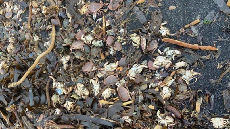 Massacre de criaturas marinhas na Inglaterra 3