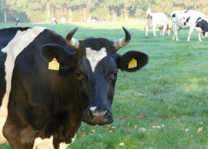 Vacas em um pasto