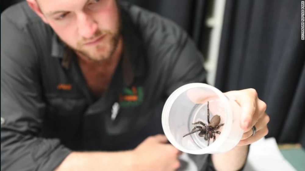 Imagem mostra um tratador animal segurando um contêiner com uma aranha-de-funil