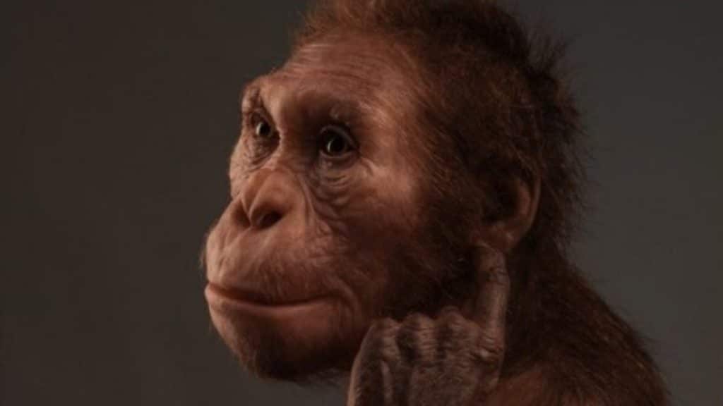 Ilustração mostra como seria o visual do Australopithecus sediba, um dos ancestrais mais adaptados dos seres humanos (Imagem: Universidade de Nova York et al./Divulgação)
