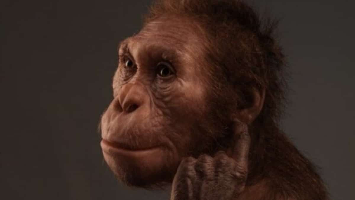 australopithecus-sediba-capa