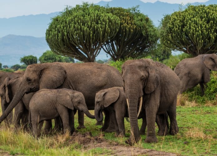 elefantes-africanos-695x500