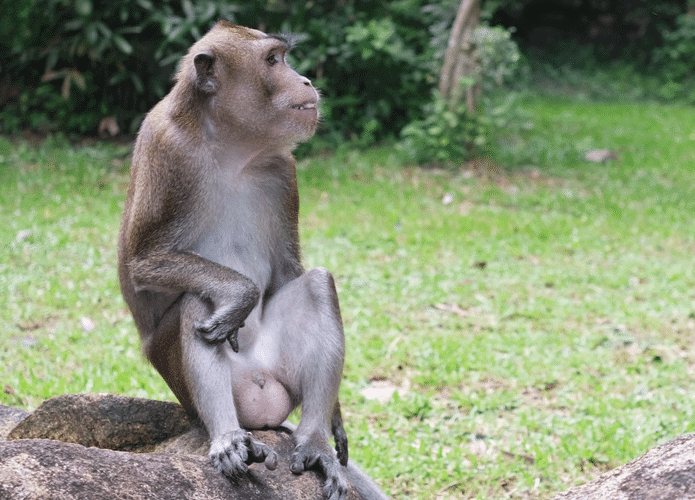 macaco-695x500.png