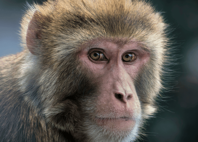 macaco-rhesus-695x500.png