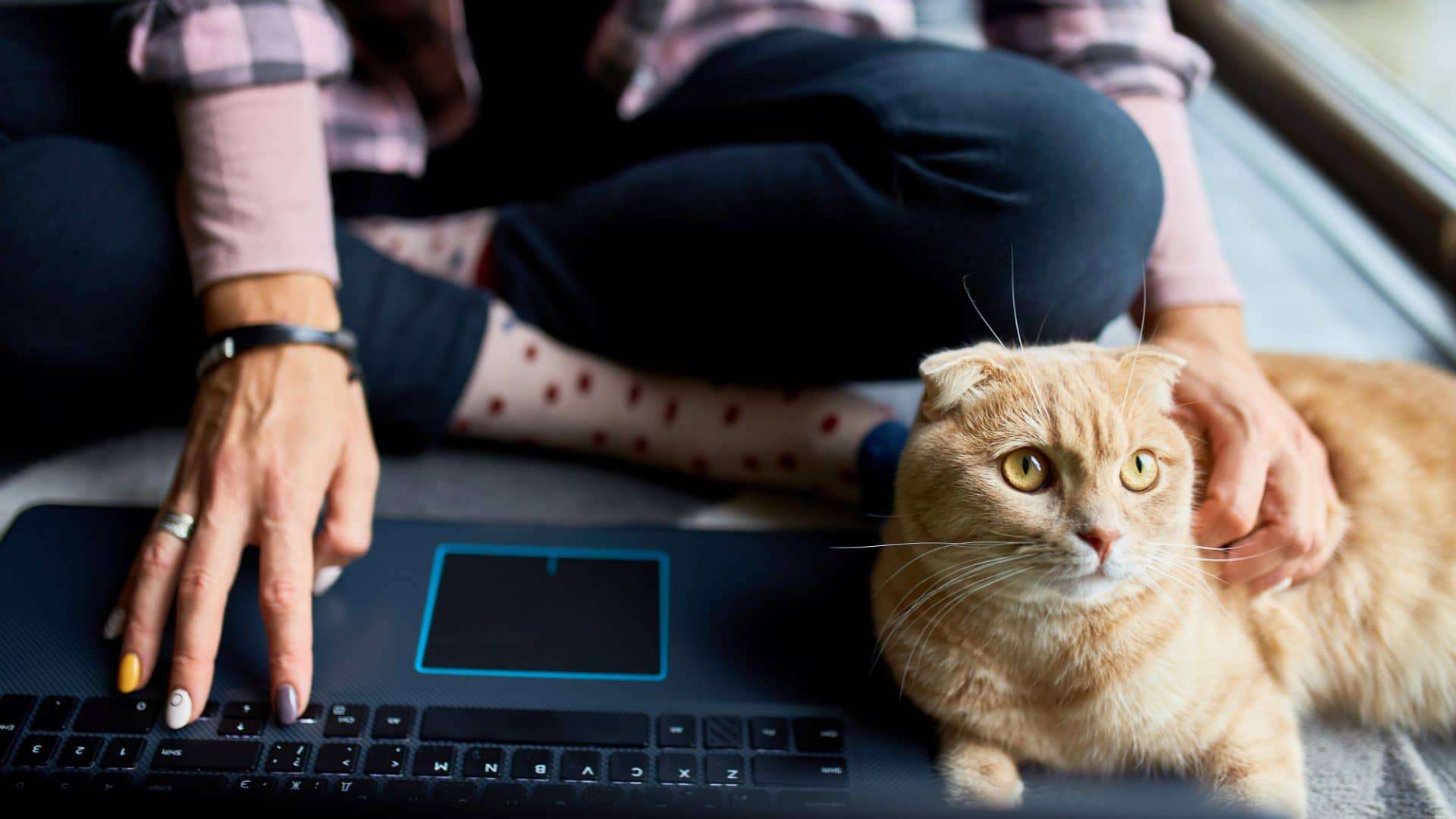 São Paulo terá documento digital para pets
