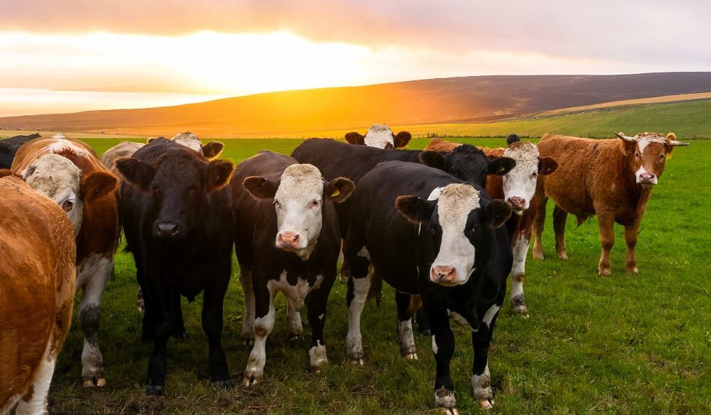 gado doença da vaca louca