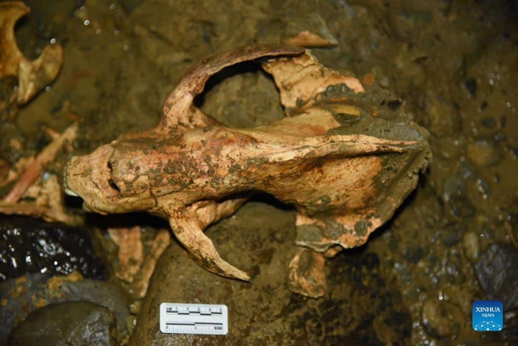 Imagem mostra o fóssil de um panda de mais de 100 mil anos