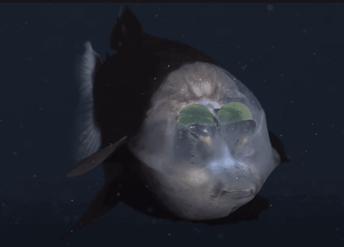 peixe