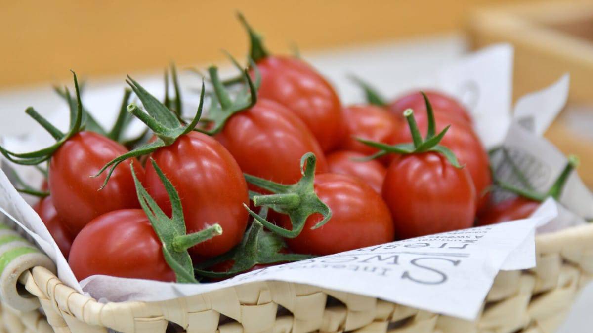 Tomates da empresa japonesa Sanatech são ricos em GABA