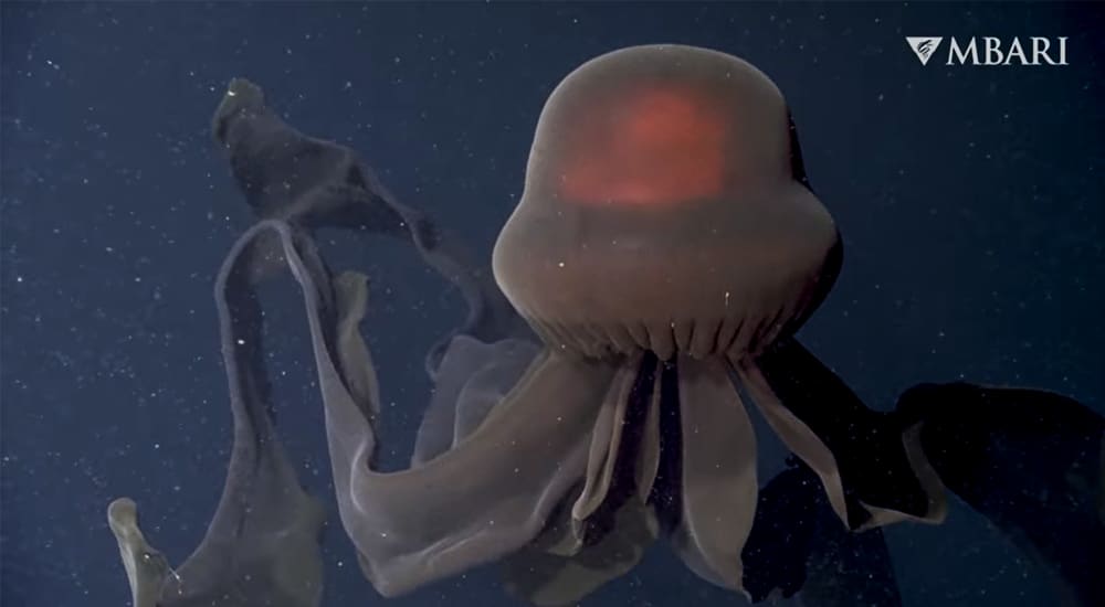 agua-viva-fantasma-gigante