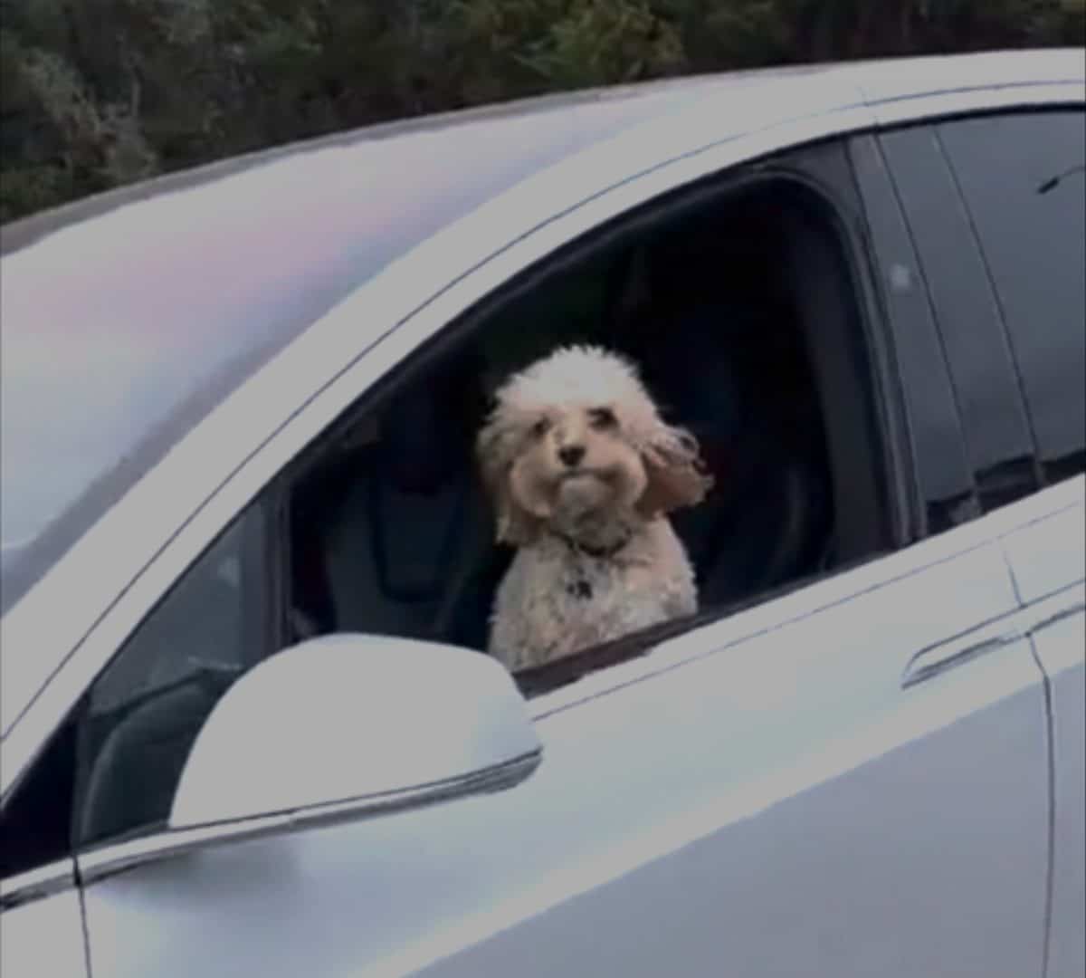 cachorro pilotando um Tesla