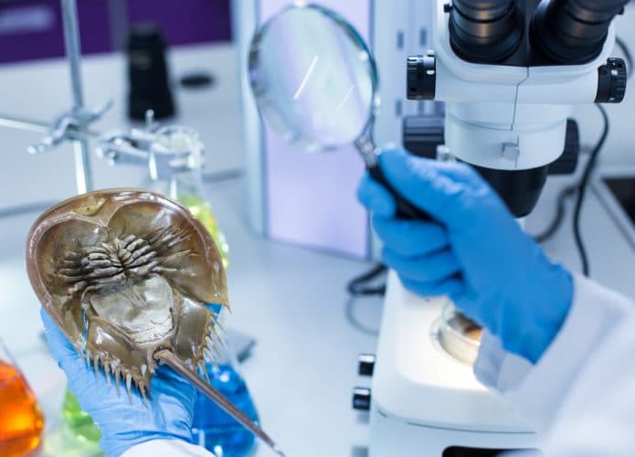 Caranguejo-ferradura sendo examinado por cientistas