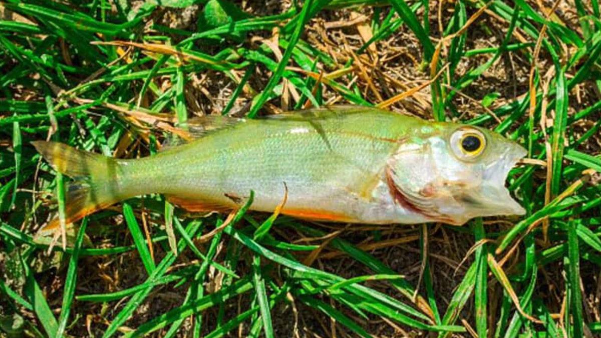 Peixe que caiu do céu durante chuva em Texarkana, nos EUA