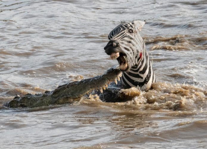 crocodilo-devorando-zebra-695x500