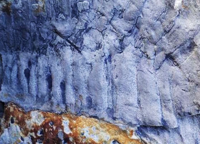 fossil-milipede-695x500