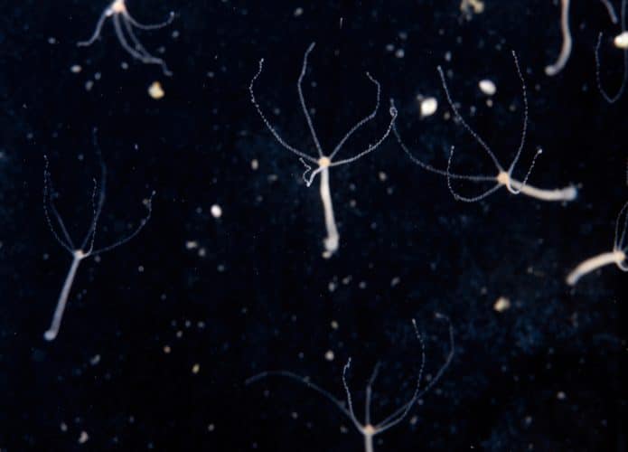 hidras-microscopio-695x500