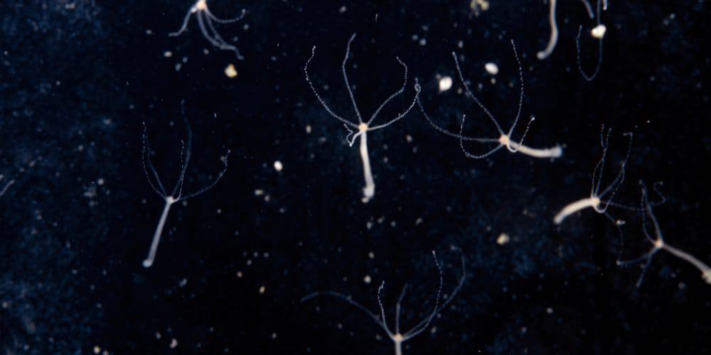 hidras-microscopio