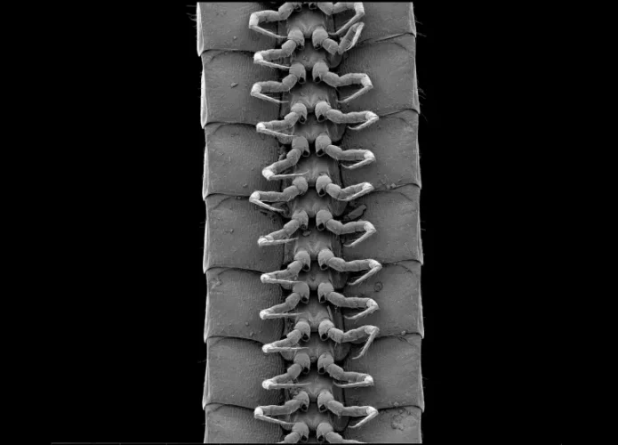 milipede-695x500.webp