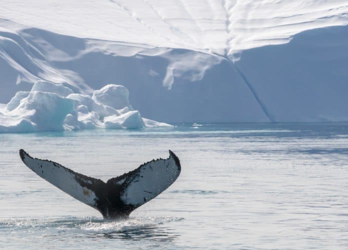 orca-no-norte-do-artico-695x500