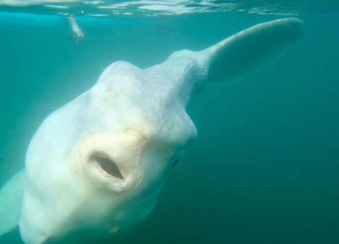 peixe-gigantesco-capa-695x500