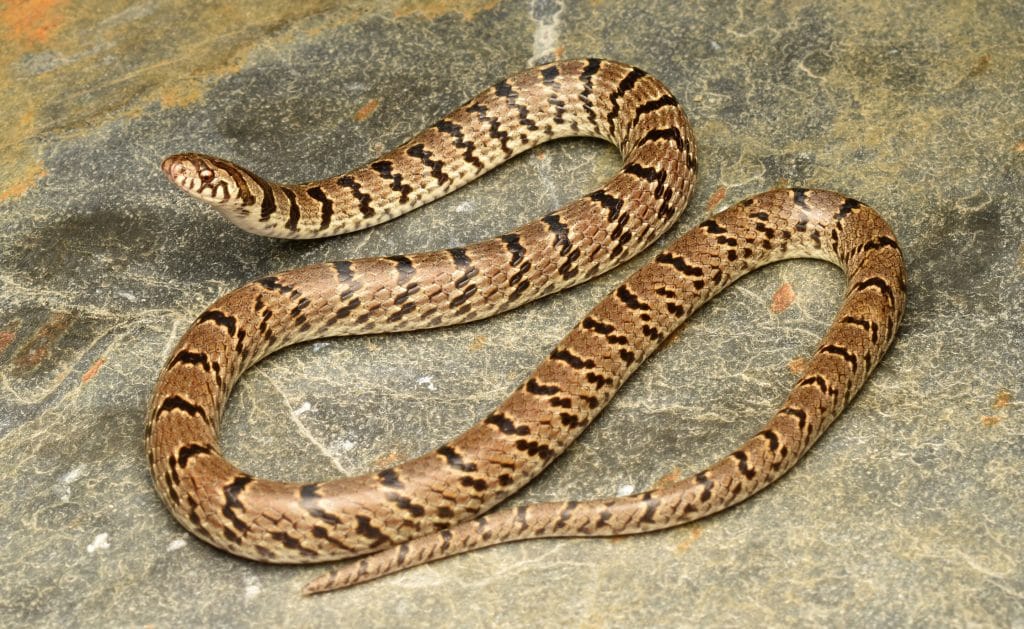 Foto de serpente que corresponde a uma nova espécie de réptil, registrada na India