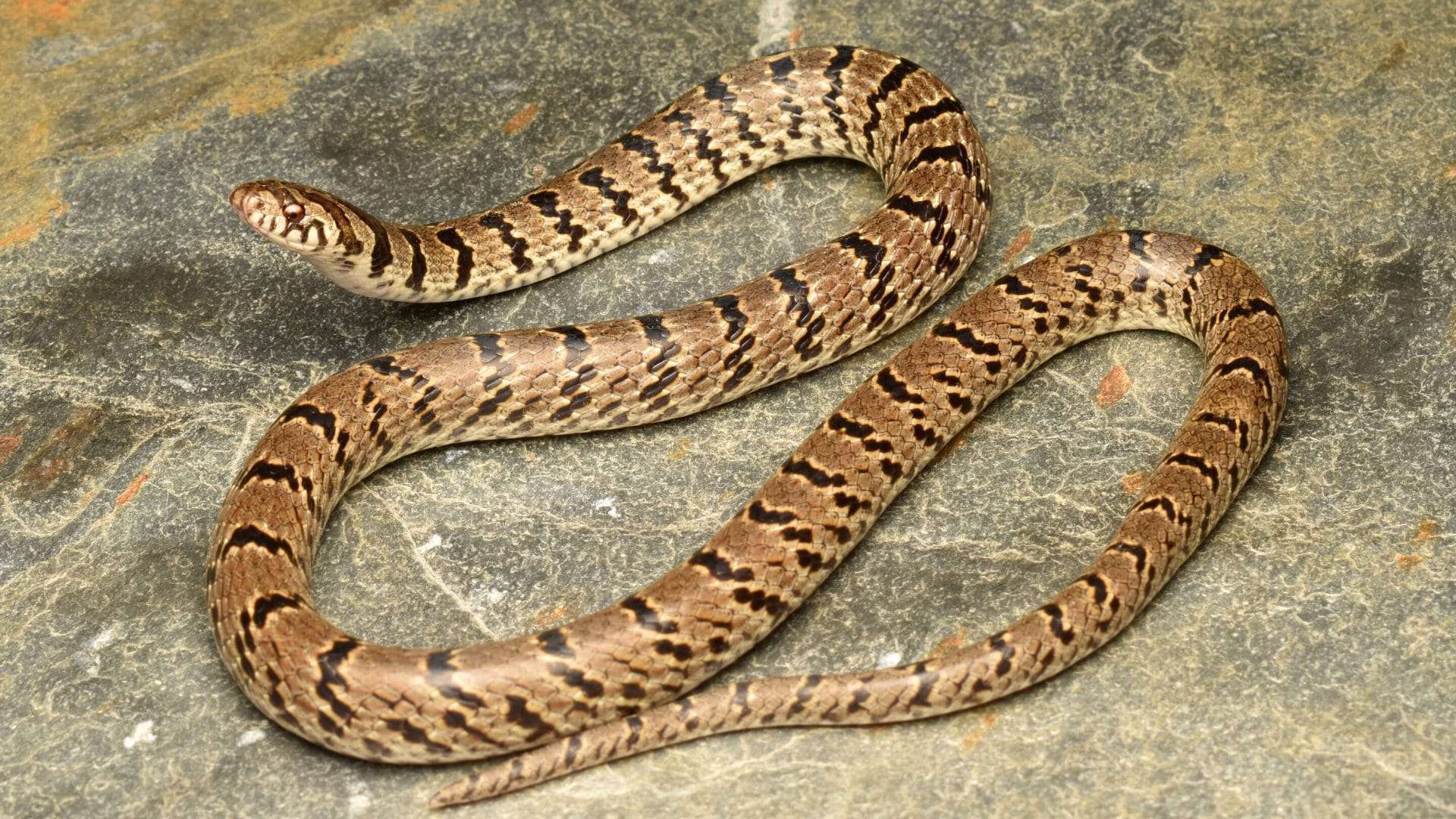 serpente-especie-instagram-1920x1080