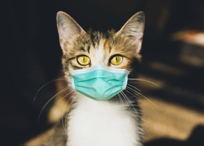 Gato com máscara médica. Máscara antiviral protetora no rosto de animais domésticos. COVID-19. Imagem: Rom Chek/Shutterstock