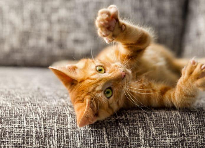 shutterstock_214243840-695x500
