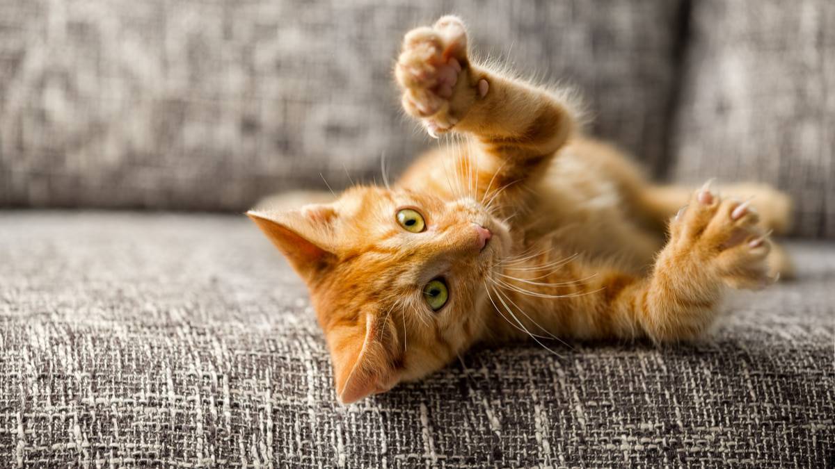 shutterstock_214243840