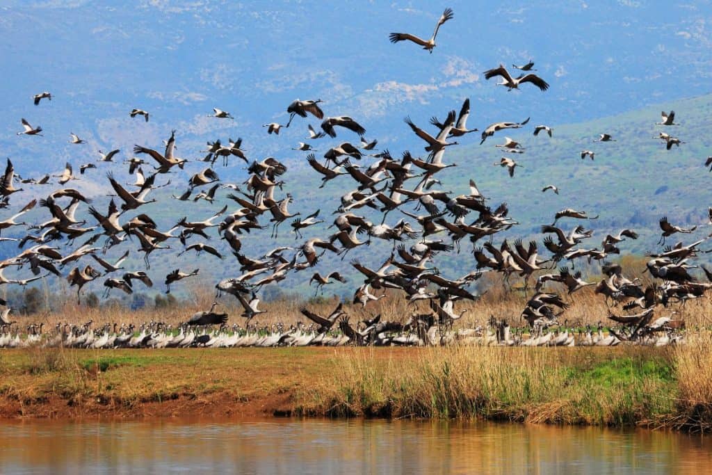 Em Israel, a gripo aviária já matou diversas garças, que são mostradas na foto