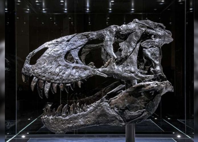 tiranossauro-rex-Tristan-Otto-695x500
