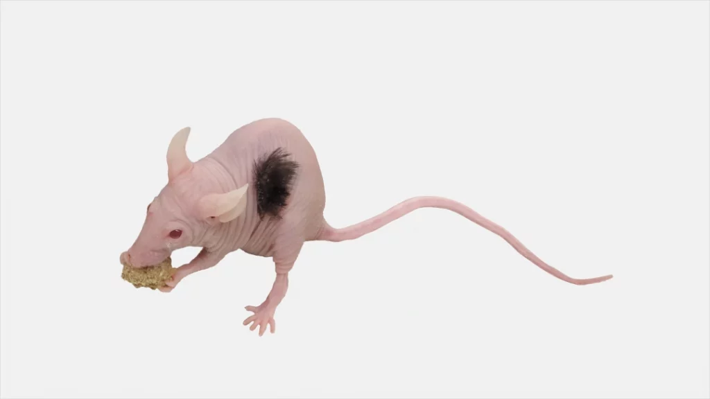 Imagem mostra um rato com um tufo de cabelo humano, como parte de um experimento para tratar a calvície