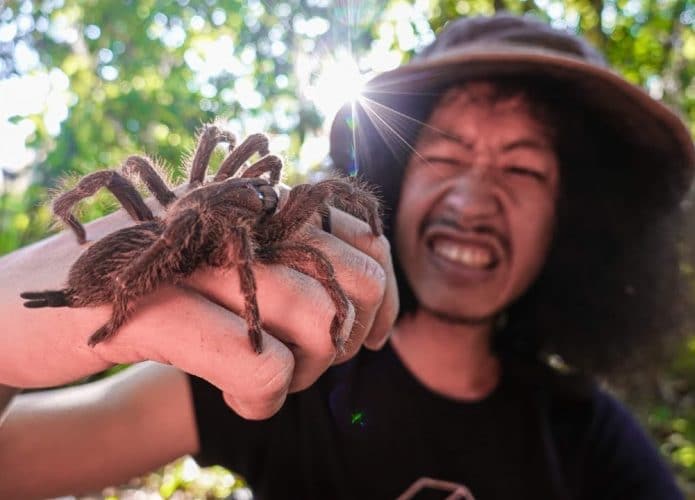 JoCho-Sippawat-nova-tarantula-695x500