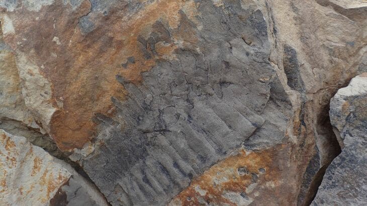 artropleura