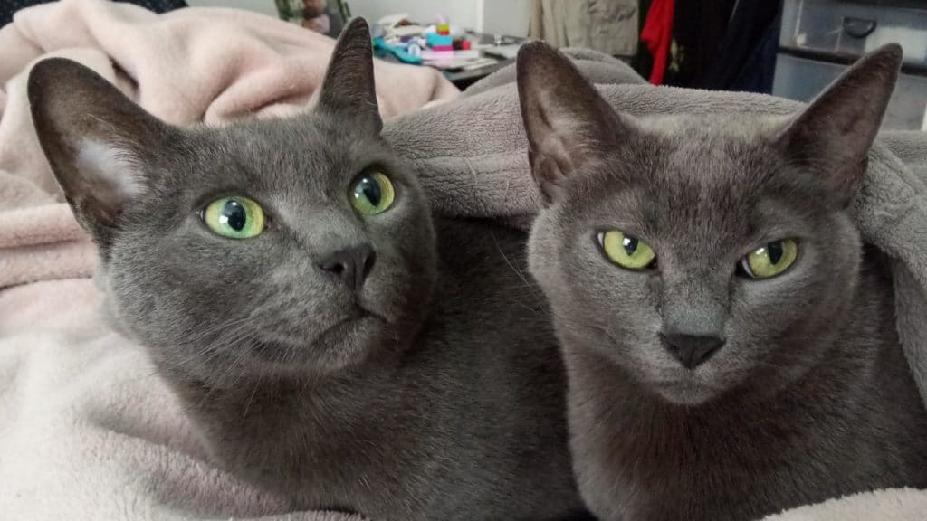 Com o novo tratamento, mesmo os gatos mais idosos poderão ter uma vida confortável. Imagem: Rafael Rigues / Olhar Digital
