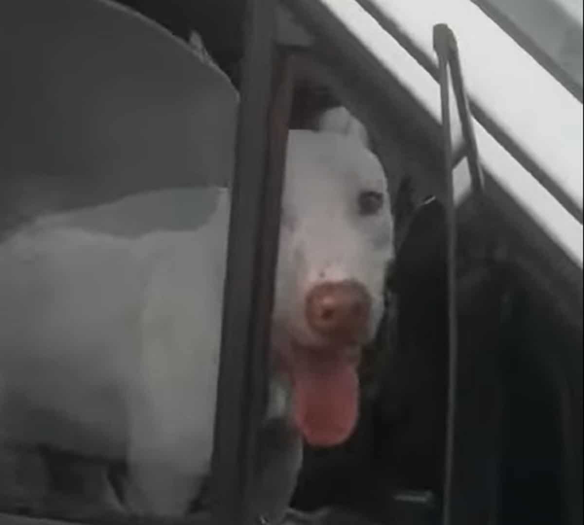 Cachorro ataca de motorista em Assis Chateaubriand, no Paraná