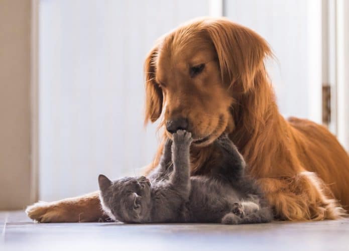 clonagem-de-pets-capa-695x500