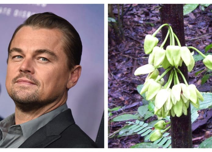 dicaprio_arvore-695x500