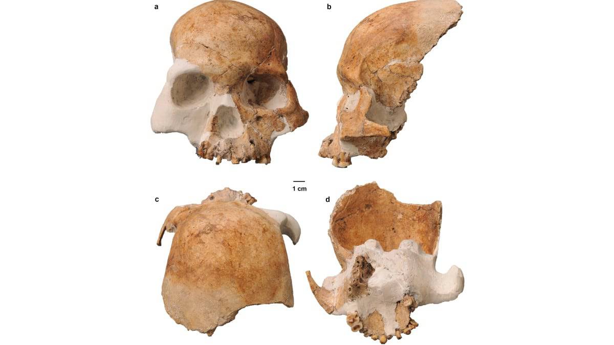 fossil-hominideo-cerebro-de-einsten