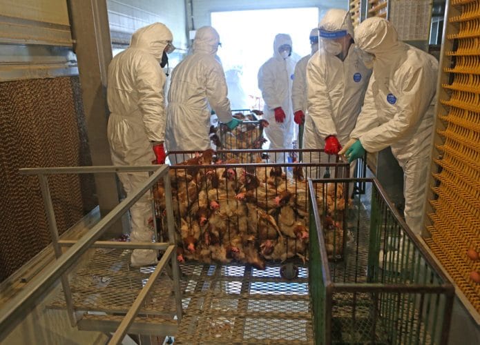 Pessoas com equipamento de proteção carregando uma gaiola com aves mortas