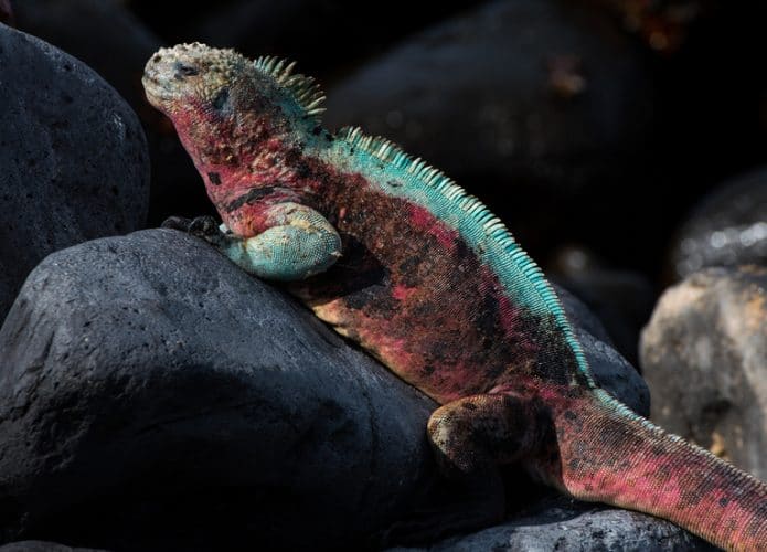 iguana-rosada-de-galapagos-695x500