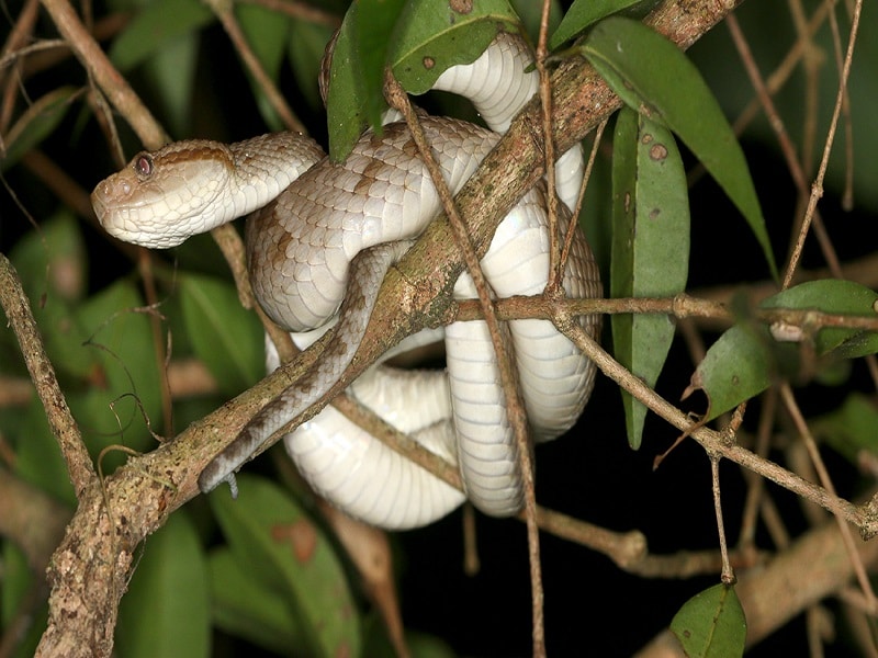 jararaca