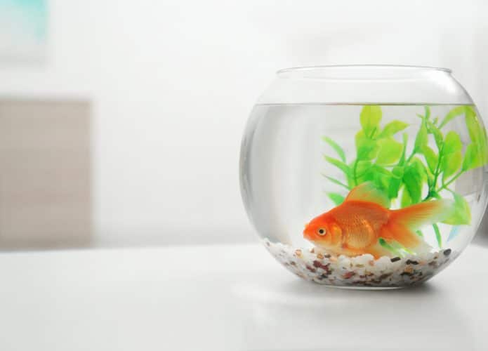 Peixe dourado em um aquário redondo
