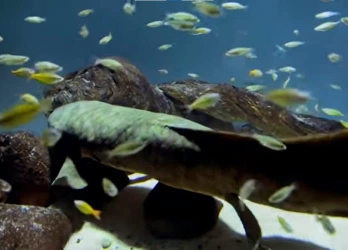 Methuselah, peixe mais velho do mundo