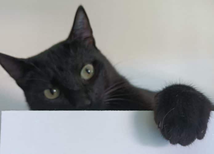 Gato preto em cima de uma estante