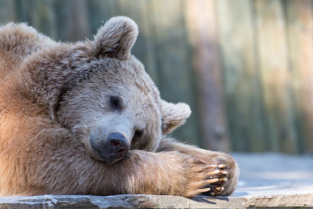 Imagem de um urso hibernando