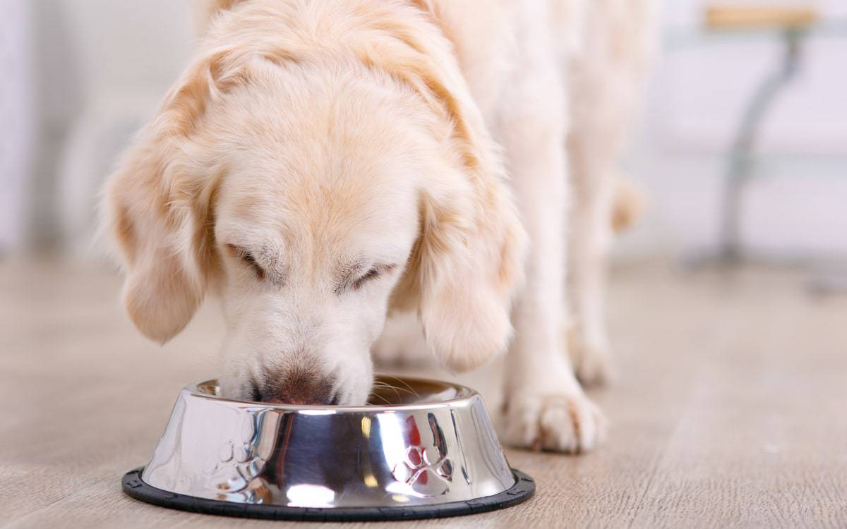 Cachorro-Comendo